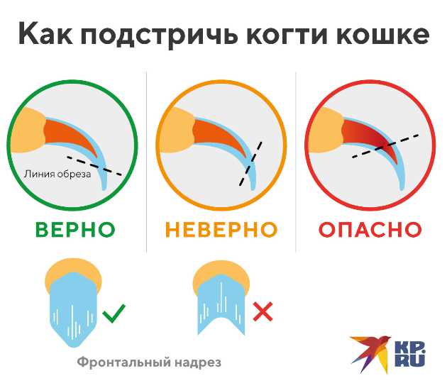 Сколько будет стоить подстричь котенку когти?