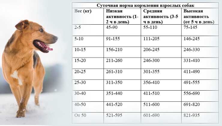 Сколько давать сухого корма собаке в день по весу таблица?