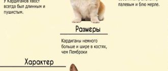 Сколько длится беременность у корги пемброк?