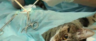 Сколько длится стерилизация у кошек?