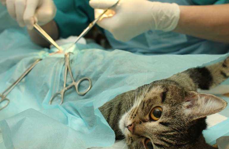 Сколько длится стерилизация у кошек?