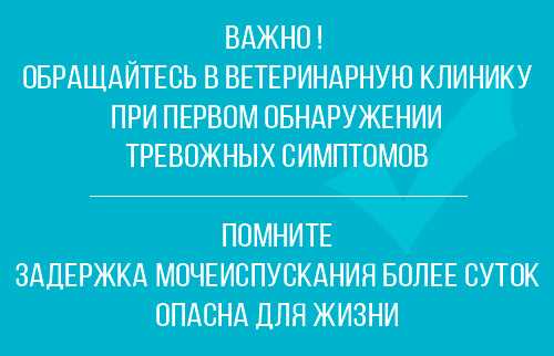 2. Контролируйте диету вашего кота