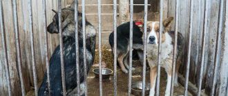 Сколько дней собаки проводят в отлове: информация и рекомендации