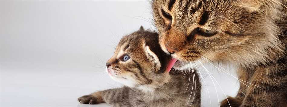 Вариации в продолжительности беременности у сиамских кошек