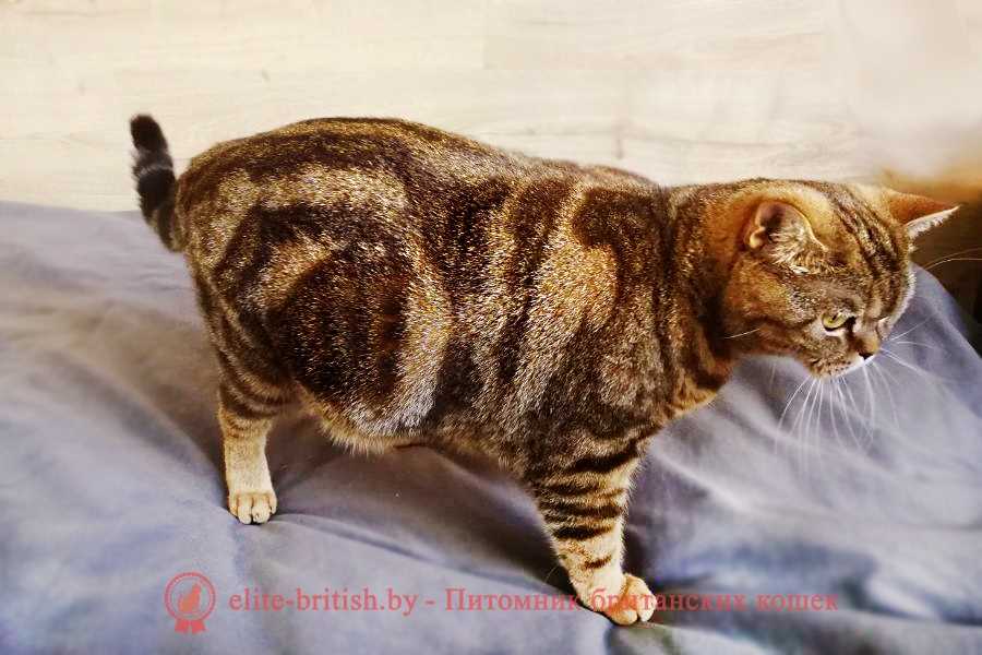 Нормальная продолжительность беременности у сиамских кошек