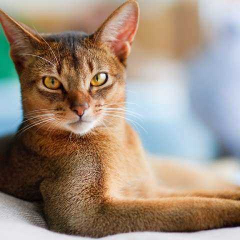 Распространенные ошибки в питании абиссинских котов, влияющие на их вес в 1 год
