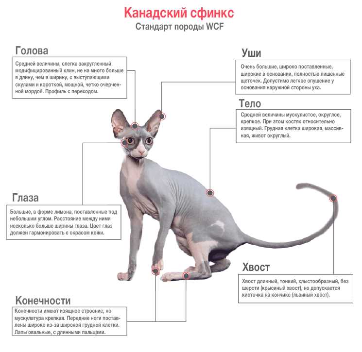 Факторы, влияющие на вес канадского сфинкса в 2 месяца