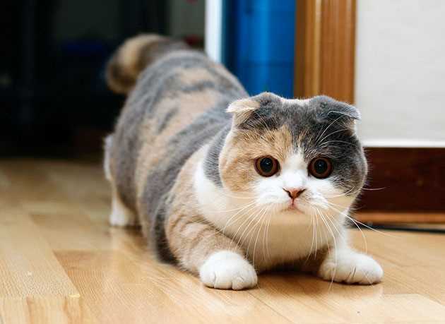 Зависит ли вес котенка от его породы?