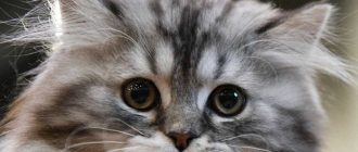 Сколько должен весить котенок в 2 месяца сибирской породы?