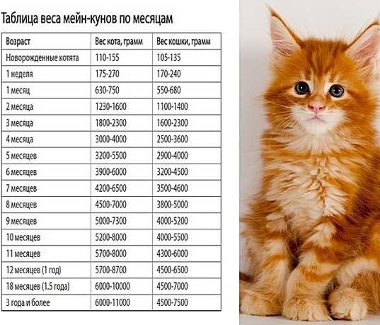 Средний вес мейн куна в 4 месяца