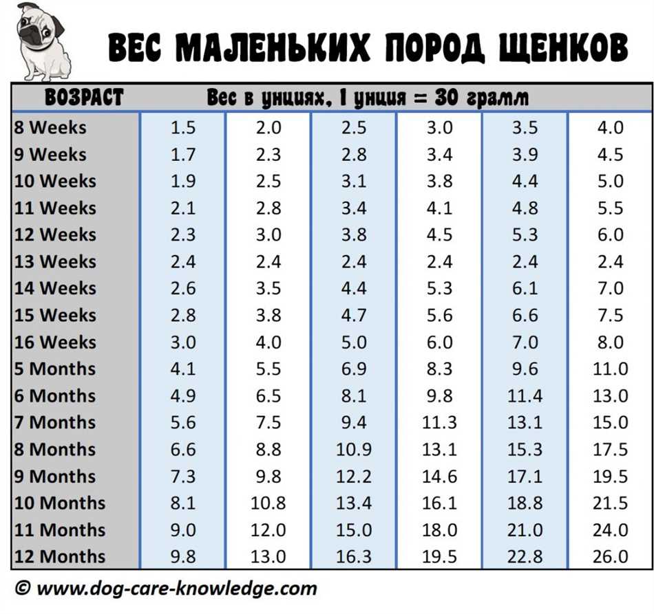 Сколько должен весить щенок в три месяца мальтез?