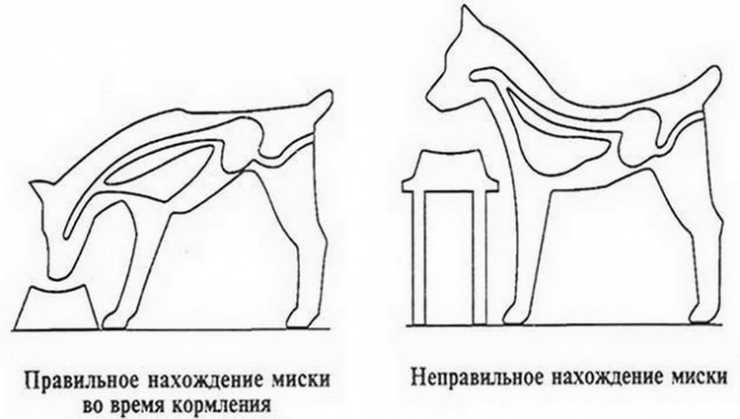 Высота подставки для миски: основные принципы