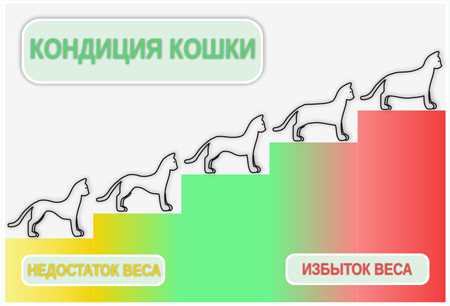 Сколько должна есть кошка в день?