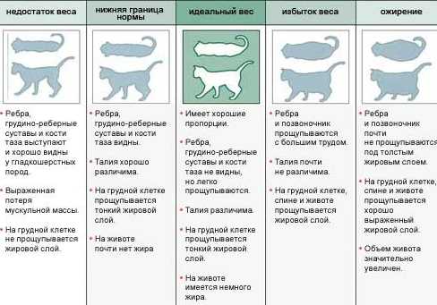 Вес кошек в 3 года: норма и отклонения