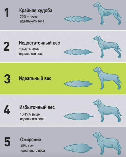 Определение дневной нормы питания