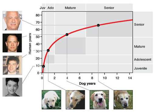 Сравнение скорости старения собак и людей