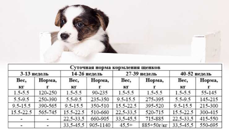 Правила кормления щенка корги 3-5 месяцев
