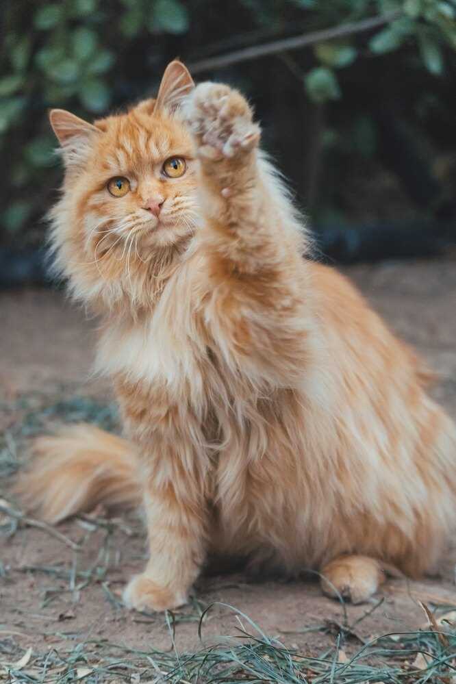 Сколько гуляет кошка мейн кун?