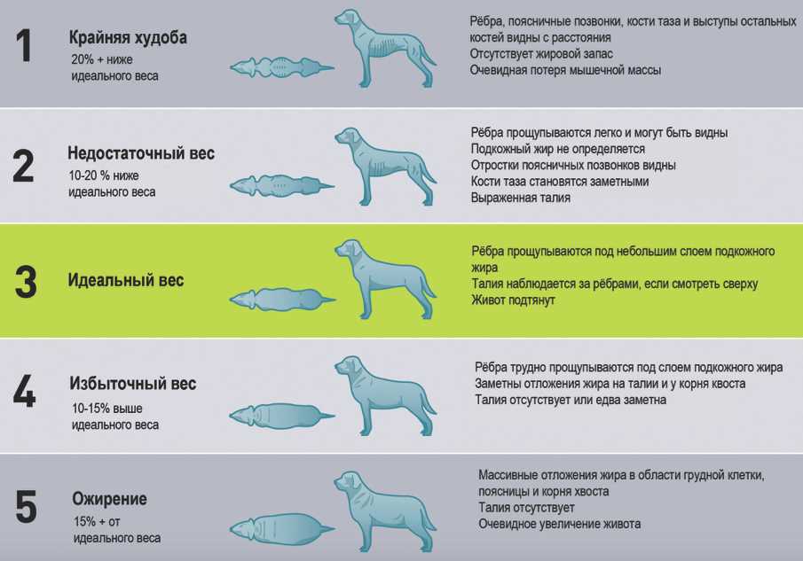 Сколько корма давать корги?