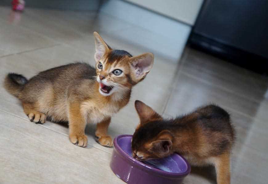 Сколько кормить абиссинскую кошку?