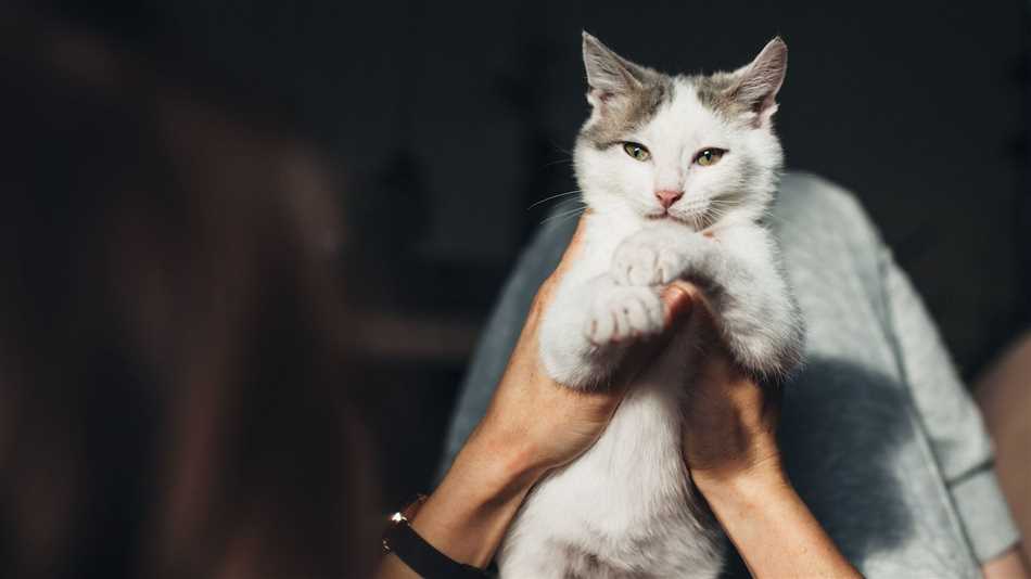 Примеры памяти котов в жизни