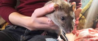 Сколько лет может жить крыса?