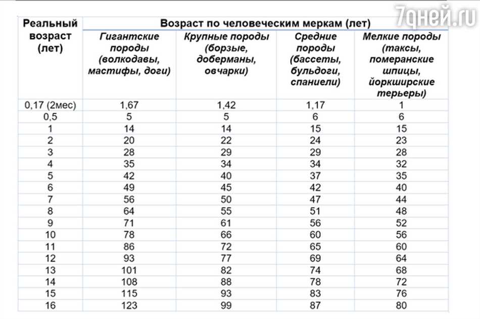 Важность правильного ухода и питания для продления жизни собаки