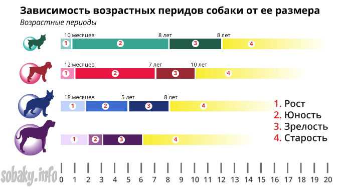 Как рассчитать возраст собаки в годах человеческих?