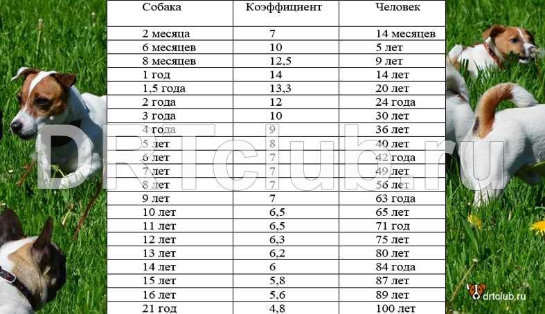 Сколько лет по-собачьи 1 год?