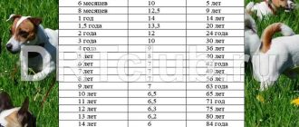 Сколько лет собаке 8 месяцев по человечески?