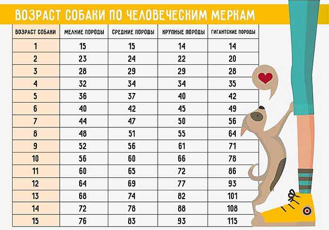 Методика определения возраста собаки в человеческом эквиваленте