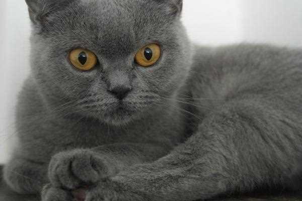 Сколько лет живут длинношерстные британские вислоухие кошки?