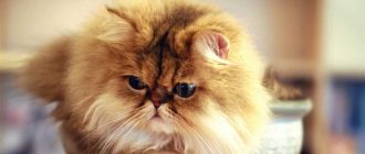 Сколько лет живут кошки персидской породы в домашних условиях?