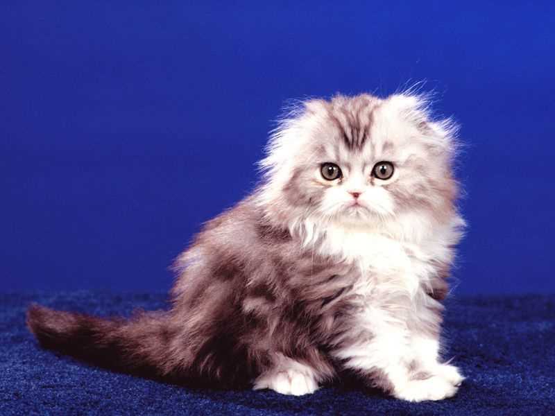 Сколько лет живут кошки хайленд фолд?