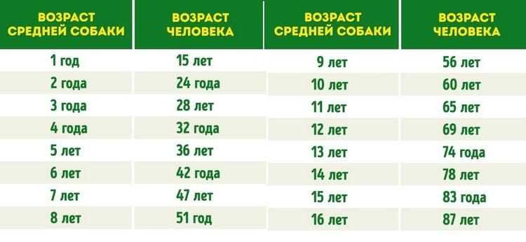 Рекомендации для увеличения продолжительности жизни собак