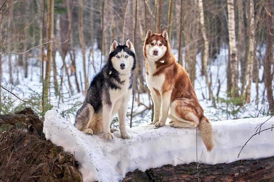 Сколько может прожить хаски?