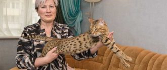 Сколько нужно бенгальской кошки адаптироваться в новой семье?