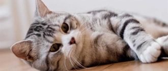 Сколько по времени линяют кошки породы шотландская?