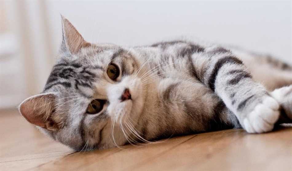 Сколько по времени линяют кошки породы шотландская?