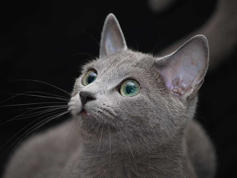 Сколько раз котится русская голубая кошка за год?