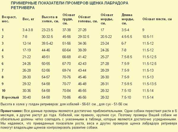 Сколько раз в день нужно кормить лабрадора?