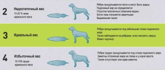 Сколько раз в день нужно кормить собаку в 1 год?