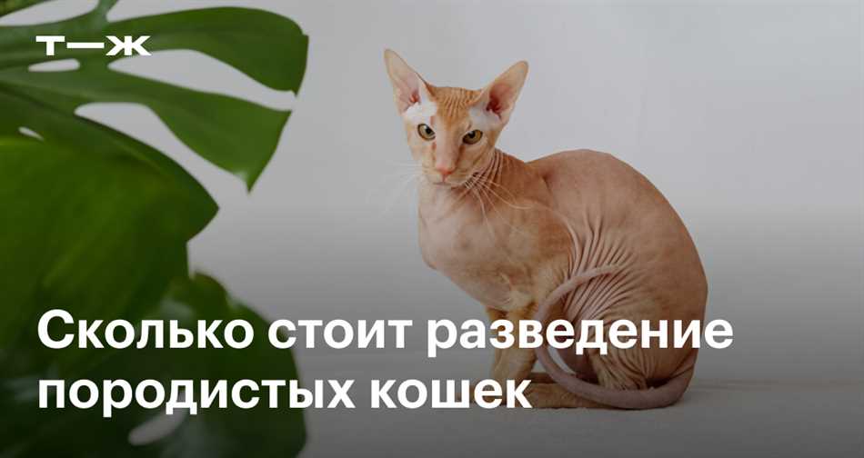 Нормальный репродуктивный цикл кошки сфинкс