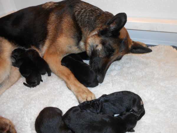 Сколько щенков у немецкой овчарки в первый раз рождается?