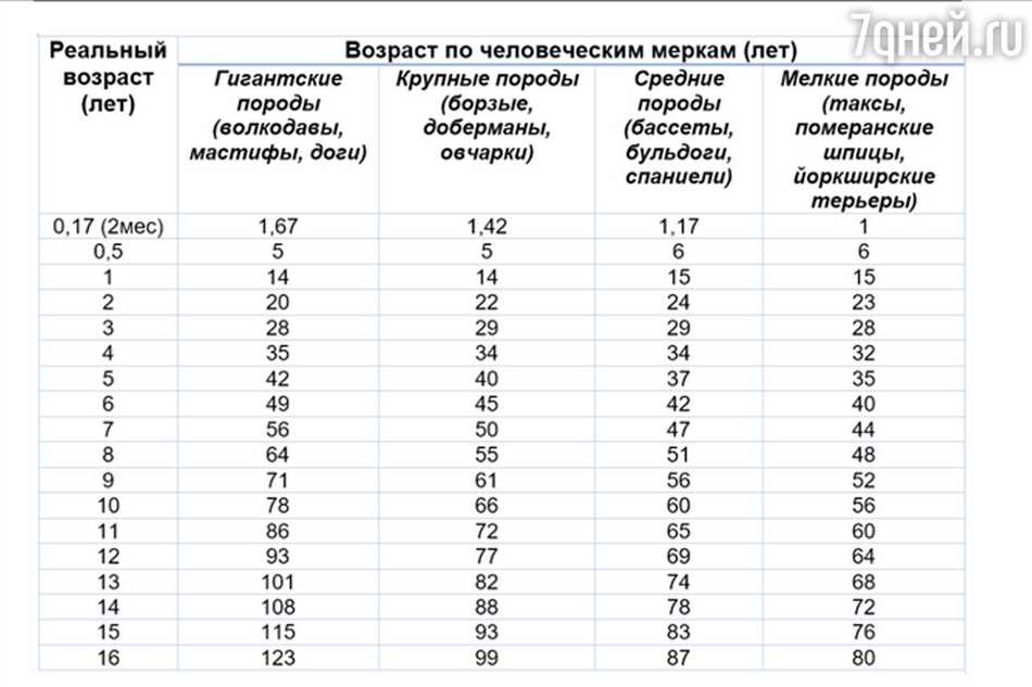 Что такое собачий день?