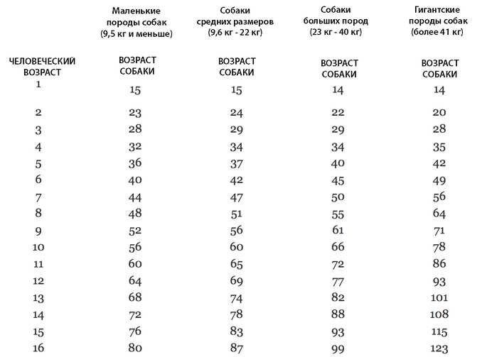 Сколько собачьих дней в человеческом?