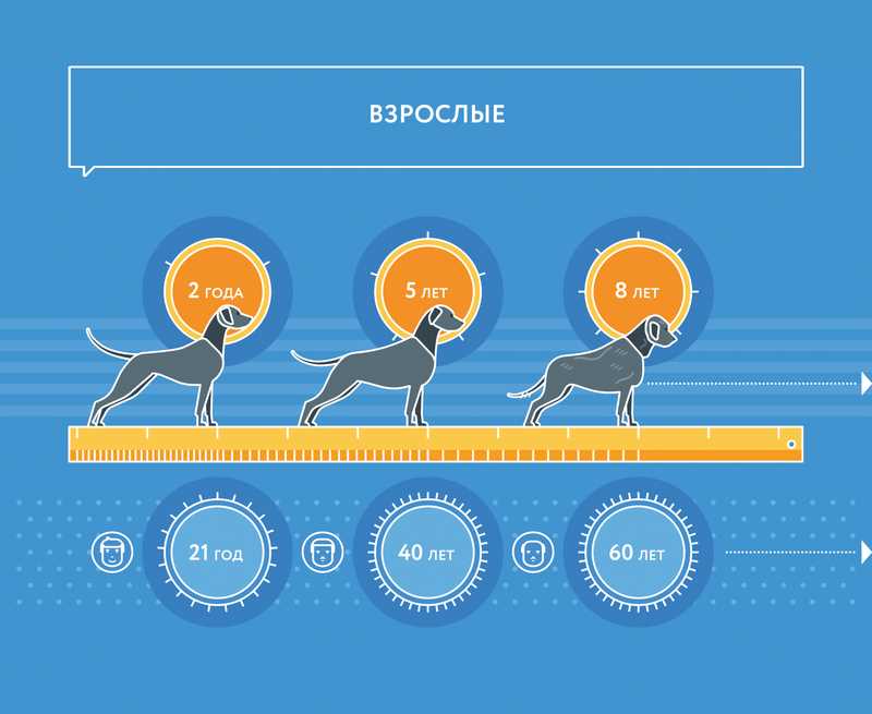 Сколько собаке лет если ей 10 лет?