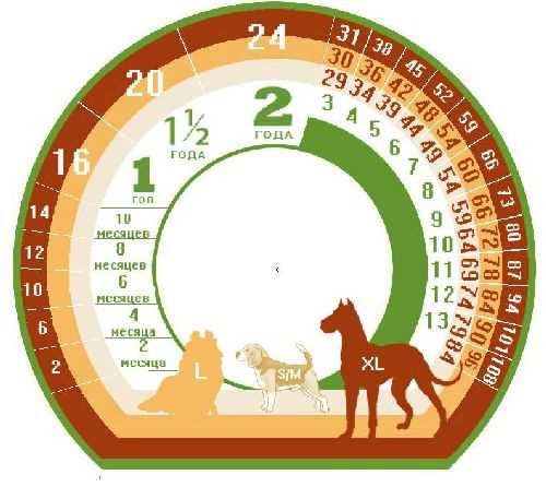 Как вычислить возраст собаки в человеческих годах?