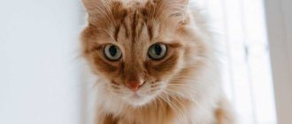 Сколько сохраняются аллергены кошки в квартире?