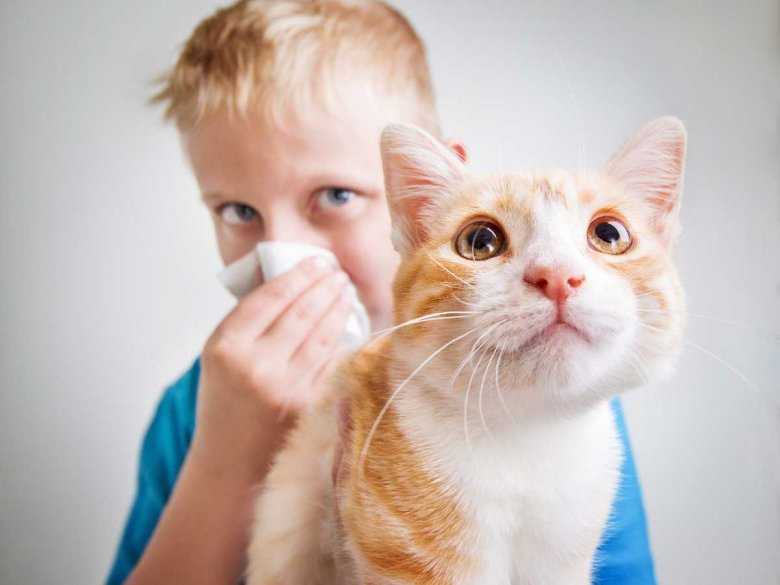 Сколько времени аллергены кошки могут присутствовать в квартире?